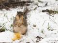 Omaha's Squirrel in Apr 2009